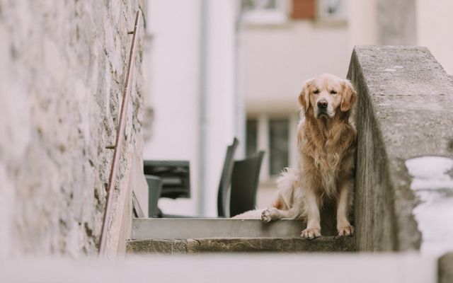 dog on concrete stairs