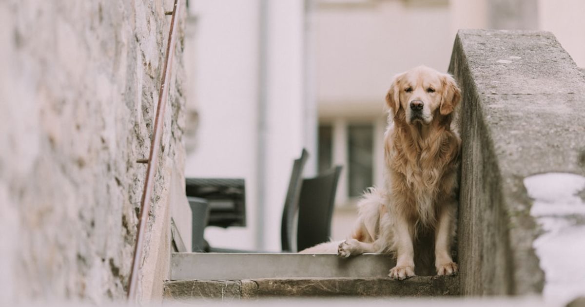 Recovering Compensation for Dog Bites | GSY Law