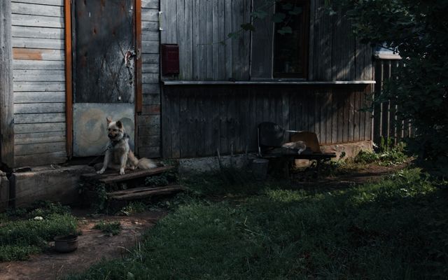 a dog sitting outside a house