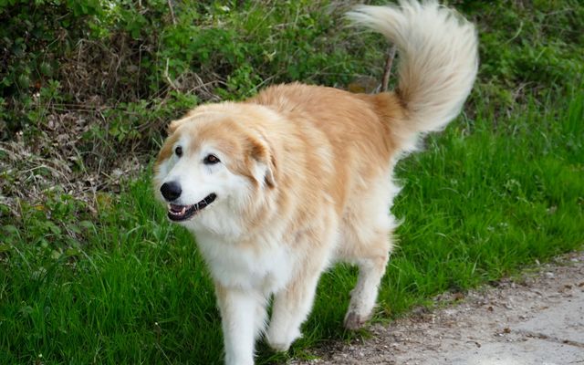 a brown and white dog standing on the side of a road
