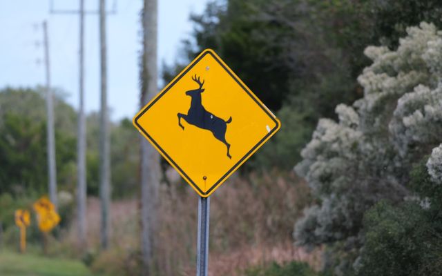 Deer crossing road warning sign