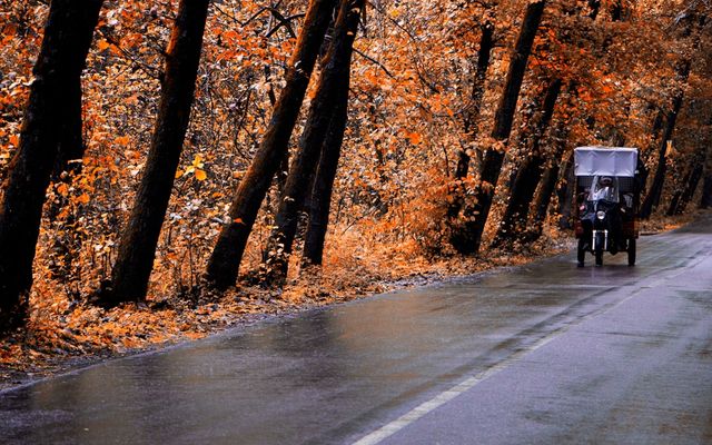 a horse drawn carriage traveling down a tree lined road