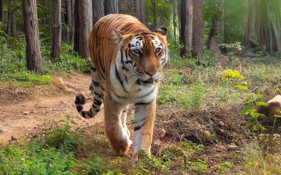 Places To Visit Near Ginger Bangalore Whitefield- Bannerghatta National Park