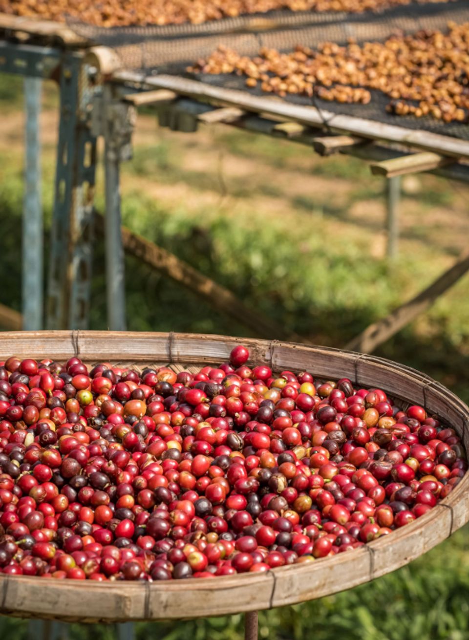 Explore Where Your Coffee Grows