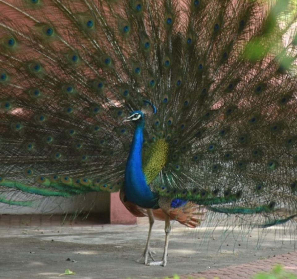 Heritage Property With Resident Peacocks