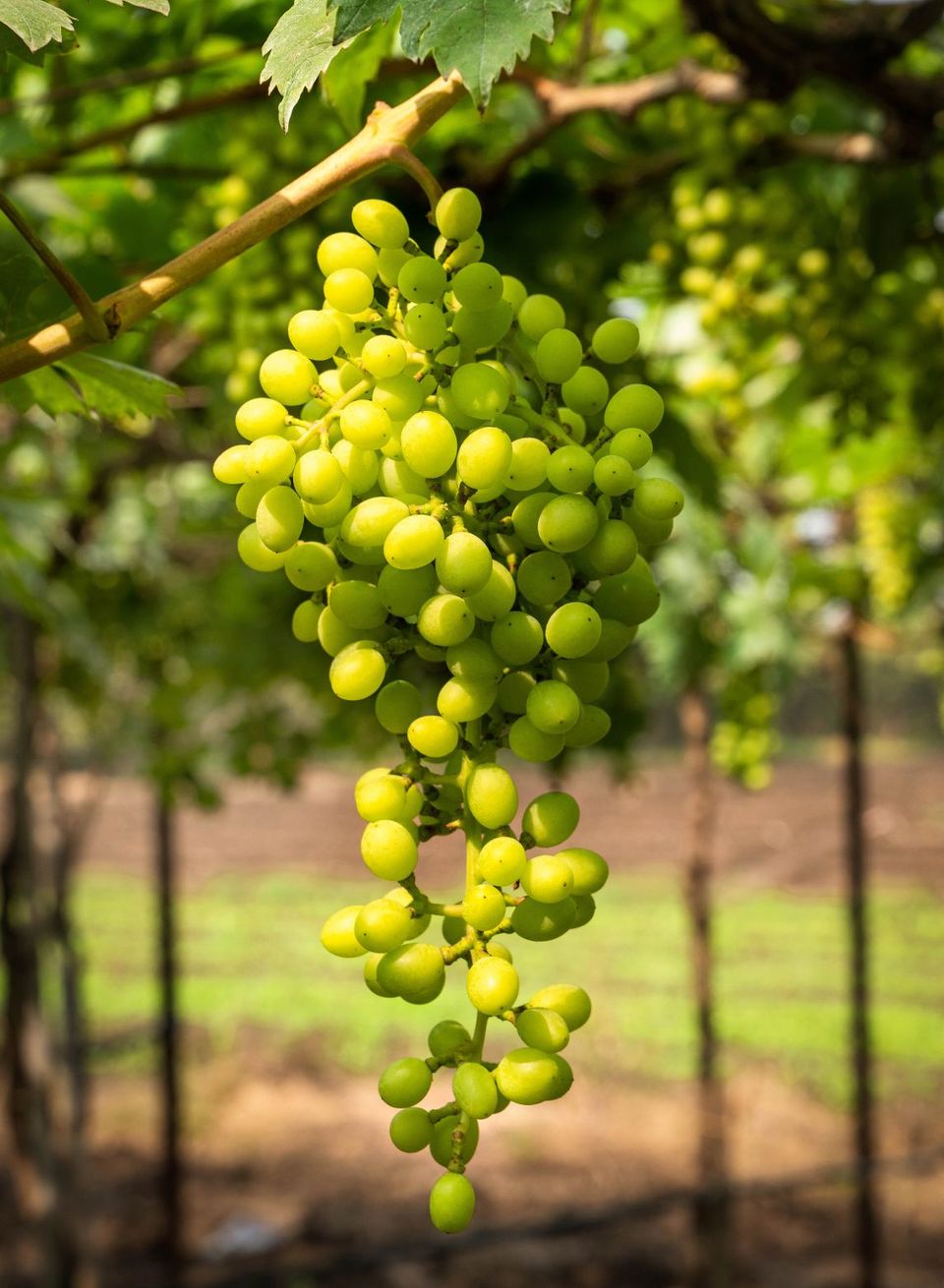 Tourist Attractions in Nashik - Experience the Wineries