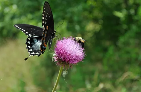 Butterfly Research In Naukuchiatal - amã Stays & Trails