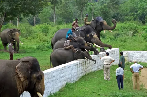 Dubare Elephant Camp