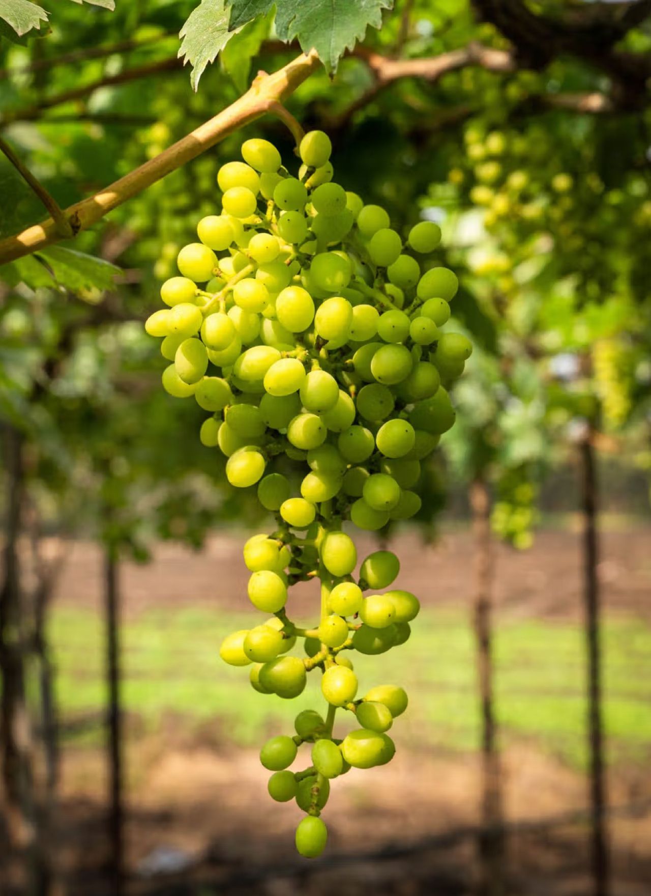 Wine Tasting Experiences in Nashik