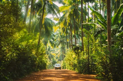 Plantation Safari - at Tata Coffee Plantations