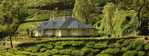 Experience Authentic Tea Plantation Life in Munnar