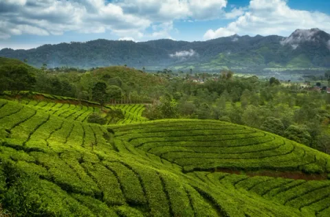 Explore Tea Plantation - Things To Do In Munnar, amã Stays & Trails