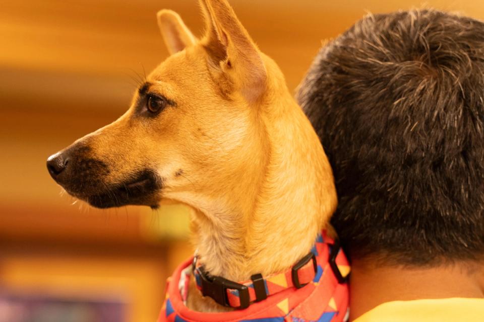 Pet Event