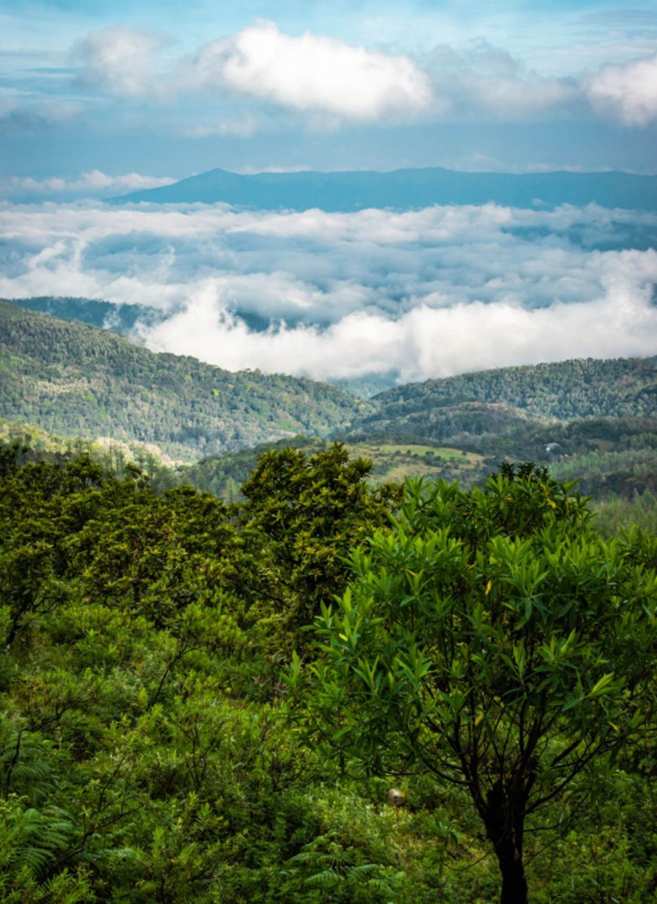 Things to Do in Chikmagalur