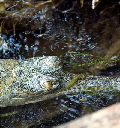 Over 700 Animal Species to observe - Meghauli Serai, Nepal