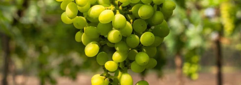 Wine Tasting Experiences in Nashik