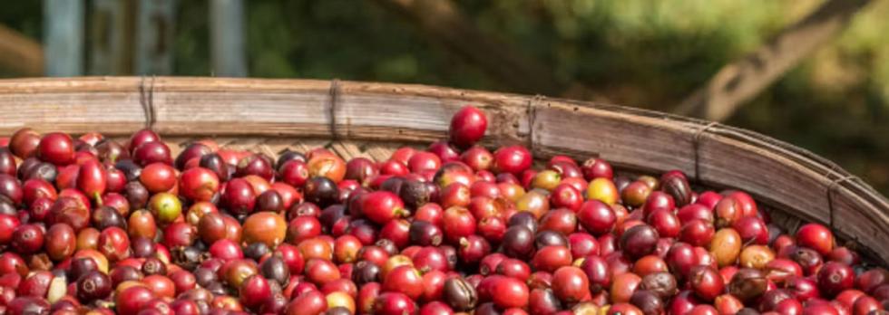 Chikmagalur – A Paradise for Coffee Lovers