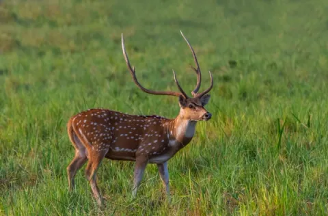 Phansad Wildlife Sanctuary - Places To Visit In Kashid, amã Stays & Trails