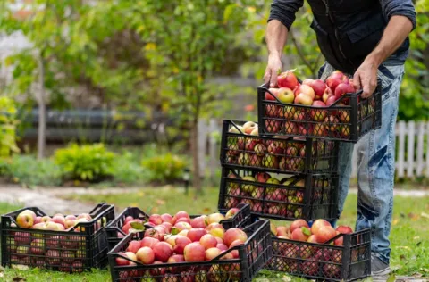 Fruit Harvesting Adventure