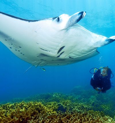 Meet The Mantas - Experiences at Taj Coral Reef, Maldives