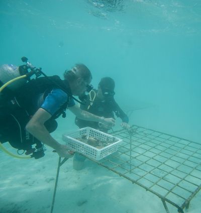 Award-Winning Environmental Conservation Programme - Taj Coral Reef, Maldives