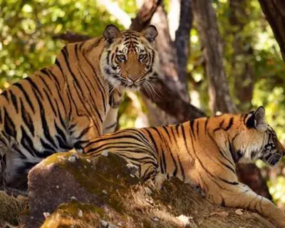 Dudhwa National Park near Taj Mahal, Lucknow