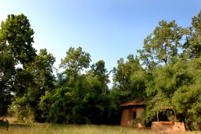 Outside Greenery of Luxury Resort in Bandhavgarh