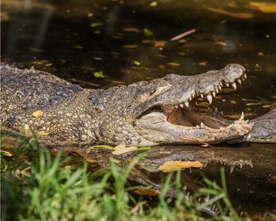 Madras Crocodile Bank - Attractions and Places To Visit In Chennai