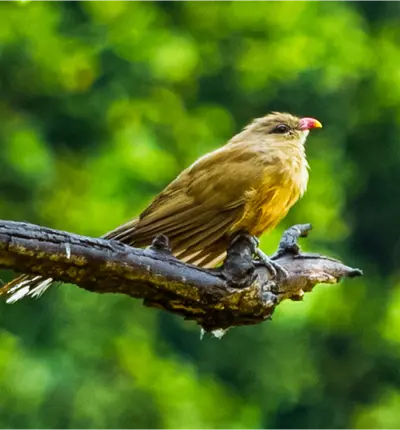 Go Birding - Taj Mahua Kothi