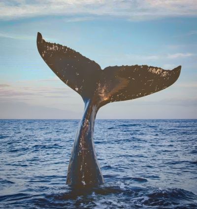 Whale Watching In Mirissa - Must-Have Experiences in Sri Lanka