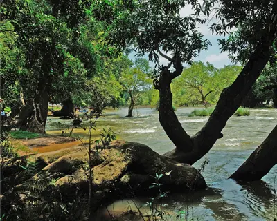  Spend A Morning With Elephants near Taj Madikeri Resort & Spa