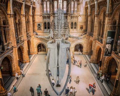  Natural History Museum - Attractions & Places to Visit in London