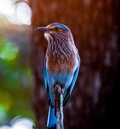  Bird-Watching - Experiences at Taj Baghvan, Pench National Park