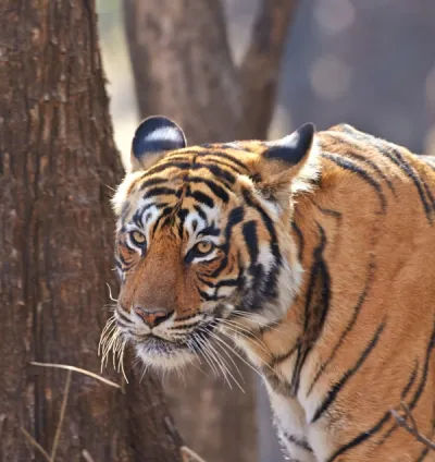 Meet Bengal Tiger of Bandhavgarh National Park