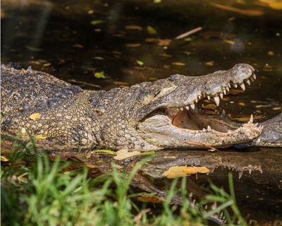  The Madras Crocodile Bank near Taj Connemara