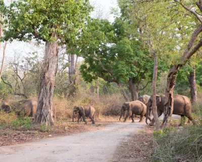  Visit Mount Manipur National Park near Taj Exotica Resort & Spa, Andamans