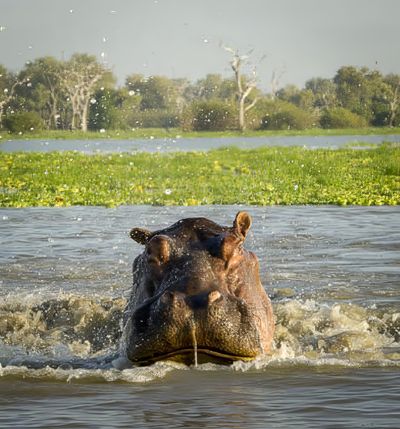 Hippoland - Lower Zambezi National Park: Must Have Lusaka Experience