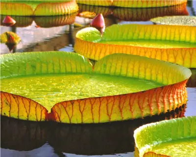 Botanical Gardens near Taj Bengal, Kolkata