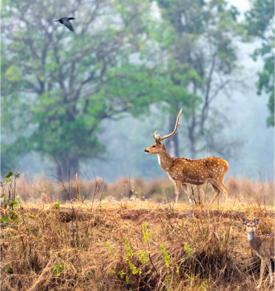  Spot The Rare Barasingha And Royal Bengal Tiger - Taj Banjaar Tola