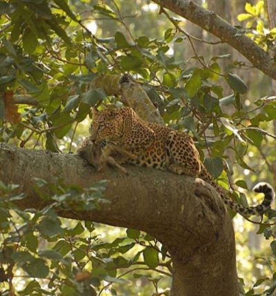  Nature Trails - Experiences at Taj Baghvan, Pench National Park