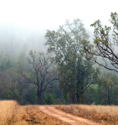 Jungle Safari near Pashan Garh