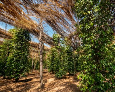 Spice Plantation at Taj Cidade de Goa, Heritage