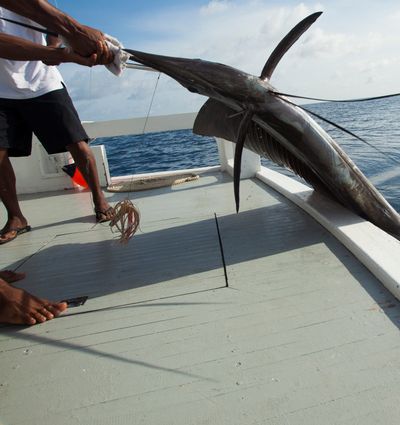 Sustainable Fishing - Experiences at Taj Coral Reef, Maldives