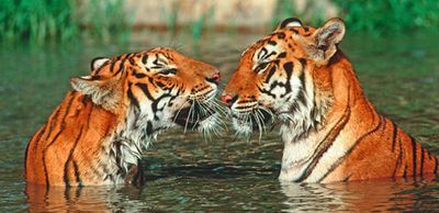 2 Tigers Playing In The Water