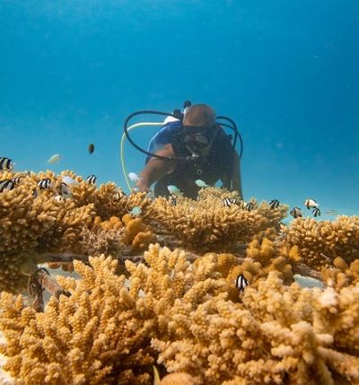 Discover The Joys Of Diving - Experiences at Taj Coral Reef, Maldives