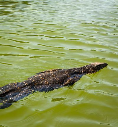 Madu River Cruise - Must-Have Experiences in Sri Lanka