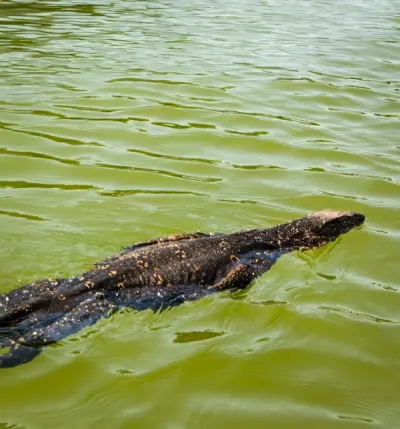 Madu River Cruise - Must-Have Experiences in Sri Lanka