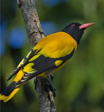 Bird Watching - Experiences at Meghauli Serai, Nepal