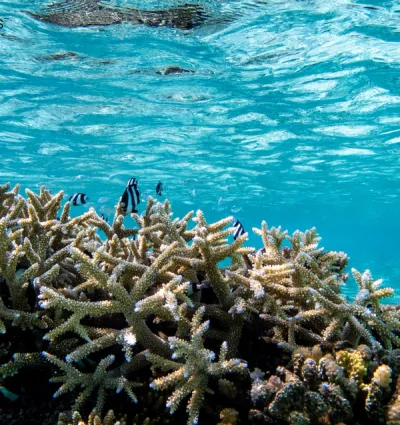 Meet The Guardians Of The Island - Experiences at Taj Coral Reef, Maldives