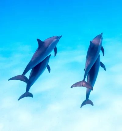 The Dance Of The Dolphins - Experiences at Taj Coral Reef, Maldives